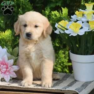 Rhett, Golden Retriever Puppy