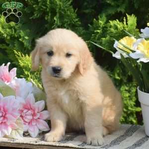 Rhett, Golden Retriever Puppy