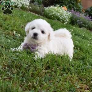 Theresa, Cavachon Puppy