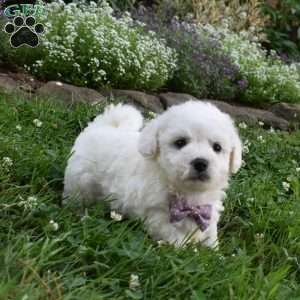 Theresa, Cavachon Puppy