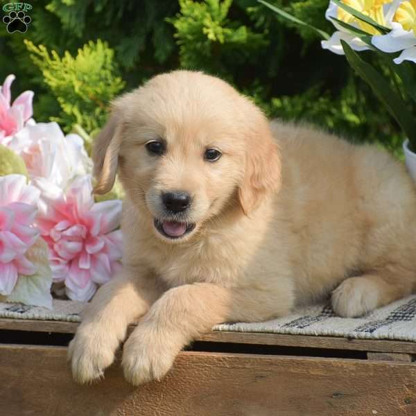 Rhett, Golden Retriever Puppy
