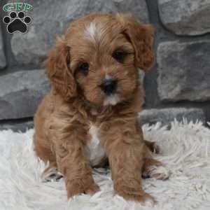 Miles, Cavapoo Puppy