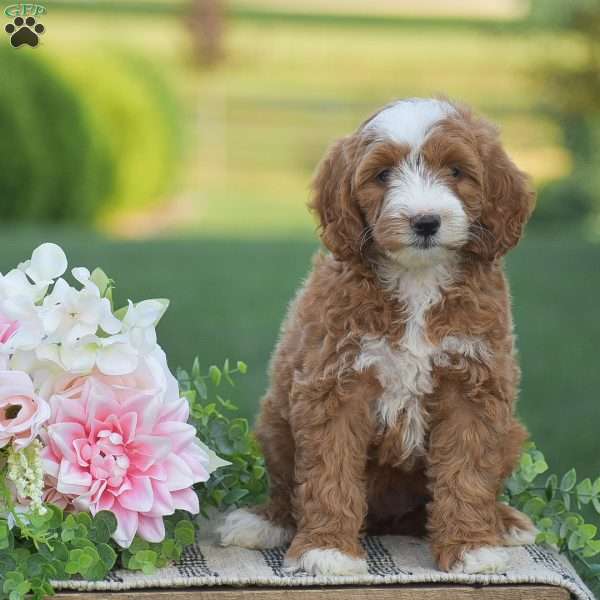 Rosie-F1B, Mini Goldendoodle Puppy