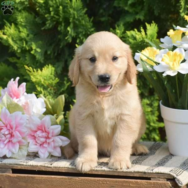 Riley, Golden Retriever Puppy