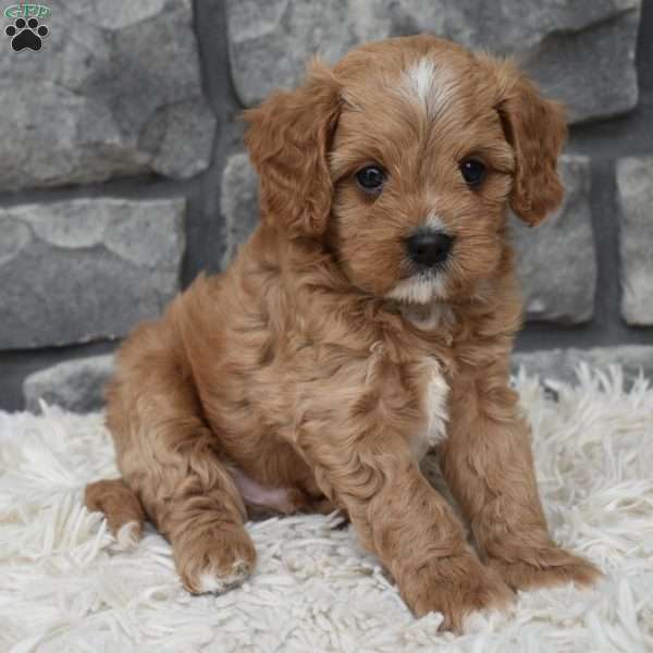 Miles, Cavapoo Puppy