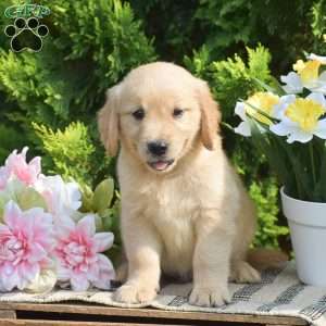 Riley, Golden Retriever Puppy