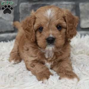 Miles, Cavapoo Puppy
