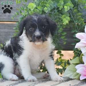 Emma, Jack-a-poo Puppy
