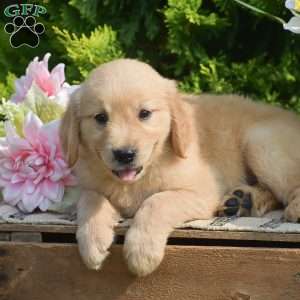 Riley, Golden Retriever Puppy