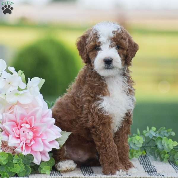 Russell-F1B, Mini Goldendoodle Puppy
