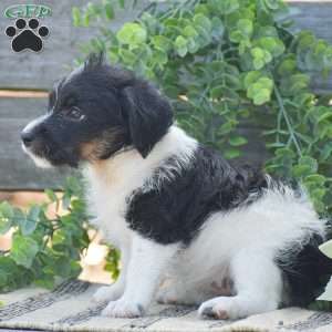 Emma, Jack-a-poo Puppy