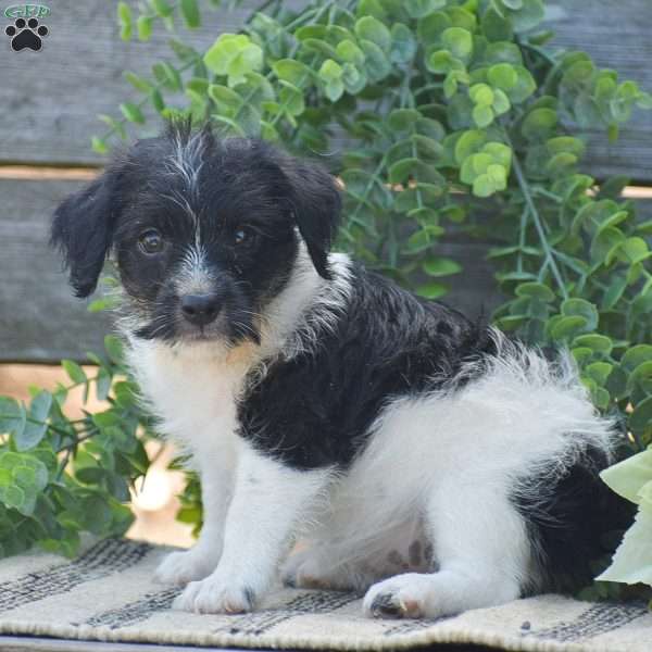 Emma, Jack-a-poo Puppy
