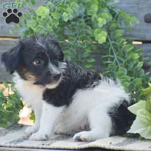 Emma, Jack-a-poo Puppy