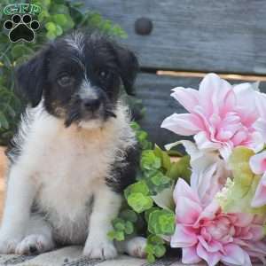 Emma, Jack-a-poo Puppy