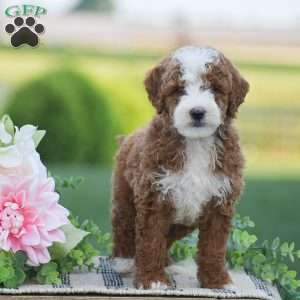 Russell-F1B, Mini Goldendoodle Puppy