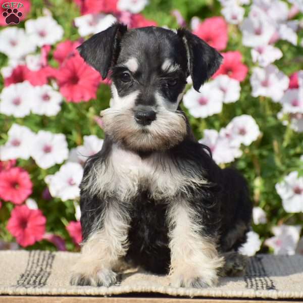 Amanda, Miniature Schnauzer Puppy