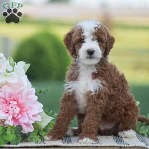 Russell-F1B, Mini Goldendoodle Puppy