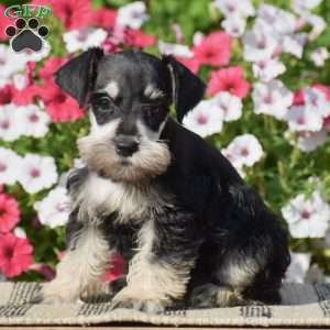 Amanda, Miniature Schnauzer Puppy