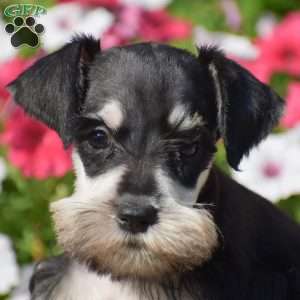 Amanda, Miniature Schnauzer Puppy