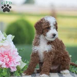Russell-F1B, Mini Goldendoodle Puppy