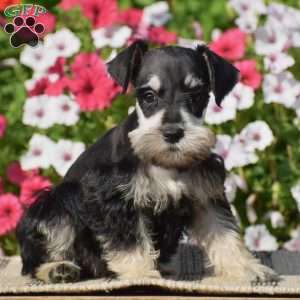Amanda, Miniature Schnauzer Puppy
