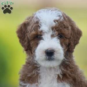 Russell-F1B, Mini Goldendoodle Puppy