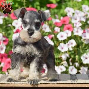 Ashley, Miniature Schnauzer Puppy
