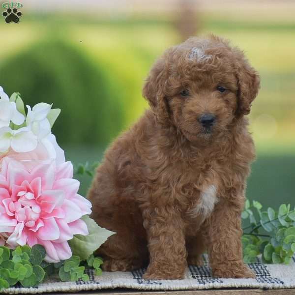 Rocky-F1B, Mini Goldendoodle Puppy