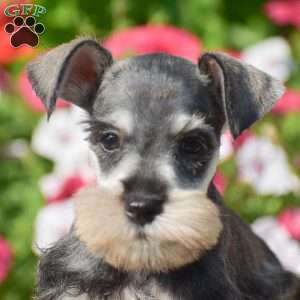 Ashley, Miniature Schnauzer Puppy