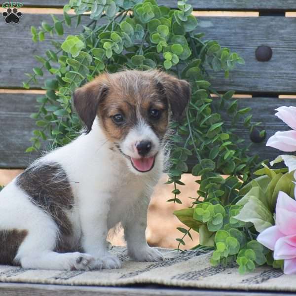 Elvis, Jack-a-poo Puppy