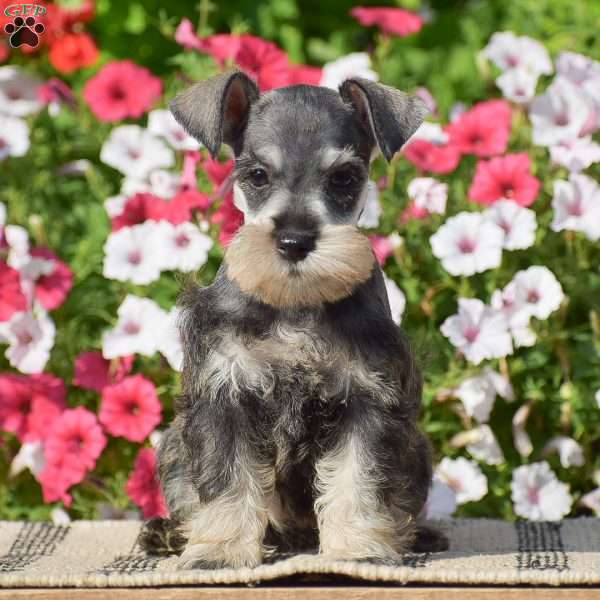 Ashley, Miniature Schnauzer Puppy