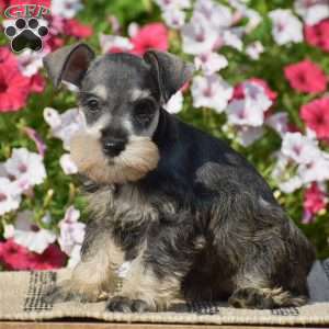 Ashley, Miniature Schnauzer Puppy