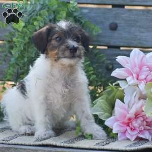 Emily, Jack-a-poo Puppy