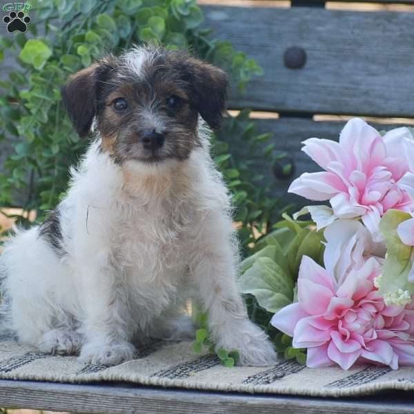 Emily, Jack-a-poo Puppy