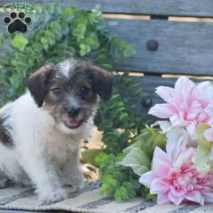 Emily, Jack-a-poo Puppy