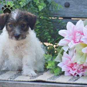 Emily, Jack-a-poo Puppy