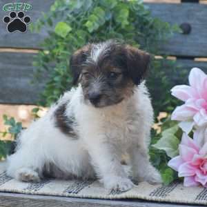 Emily, Jack-a-poo Puppy
