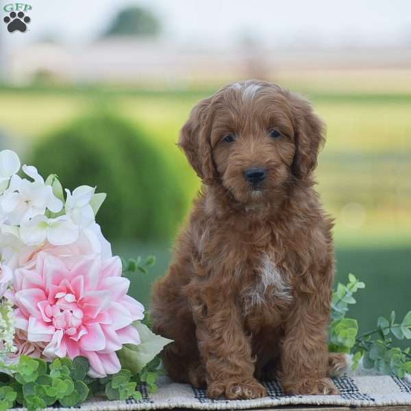Ranger-F1B, Mini Goldendoodle Puppy