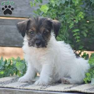 Elizabeth, Jack-a-poo Puppy