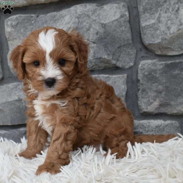 Romeo, Cavapoo Puppy