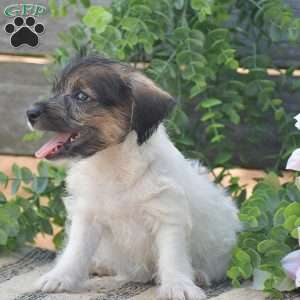 Elizabeth, Jack-a-poo Puppy