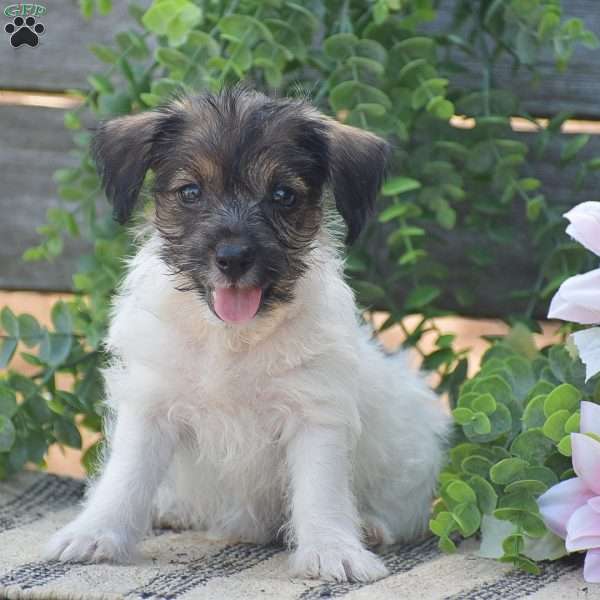 Elizabeth, Jack-a-poo Puppy