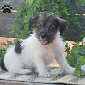 Elizabeth, Jack-a-poo Puppy