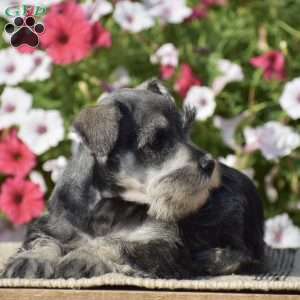Annie, Miniature Schnauzer Puppy