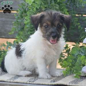 Elizabeth, Jack-a-poo Puppy