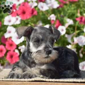 Annie, Miniature Schnauzer Puppy