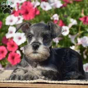 Annie, Miniature Schnauzer Puppy