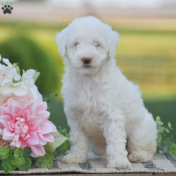 Rachel-F1B, Mini Goldendoodle Puppy