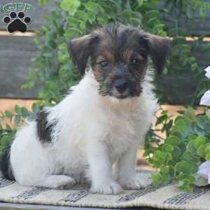 Elizabeth, Jack-a-poo Puppy