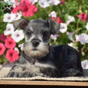 Annie, Miniature Schnauzer Puppy